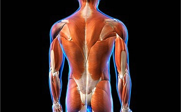 筋肉と関節